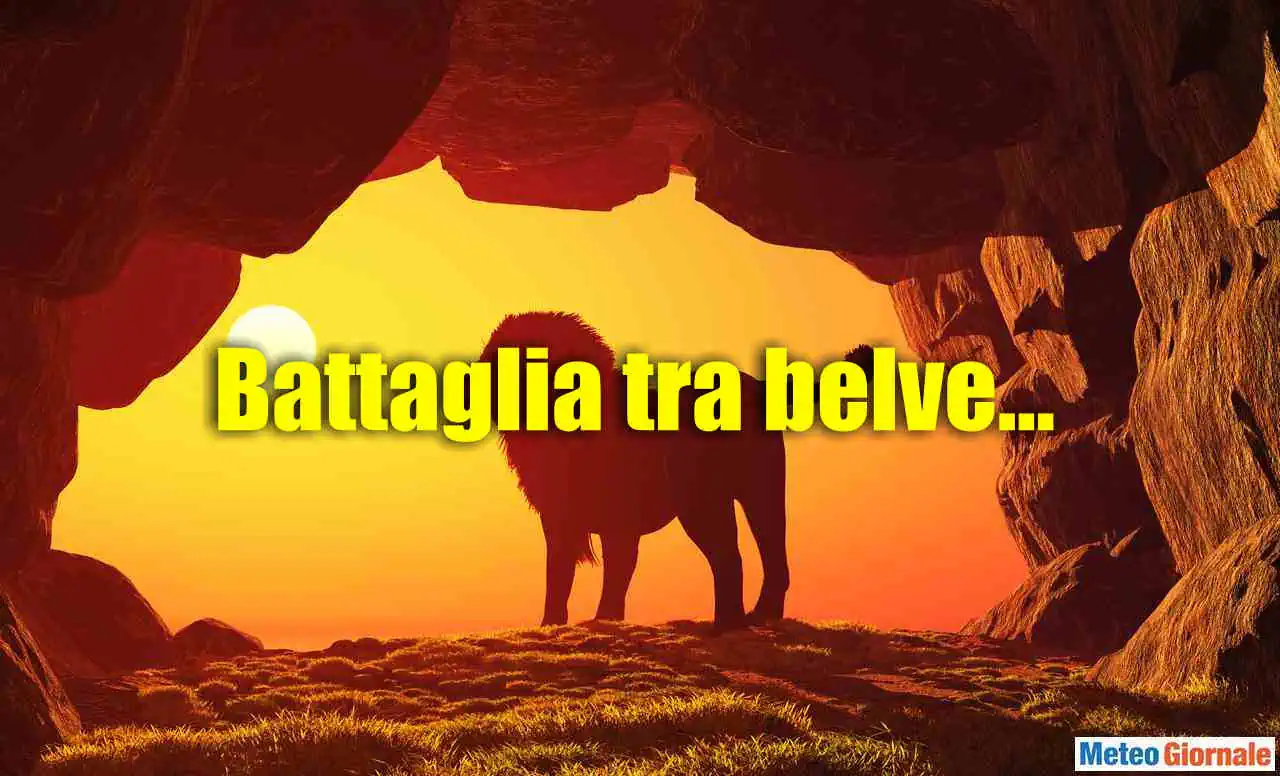 battaglia-belve