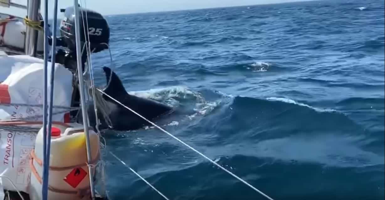 Orche all'attacco tra Gibilterra e la Galizia: gli scienziati sono sconcertati