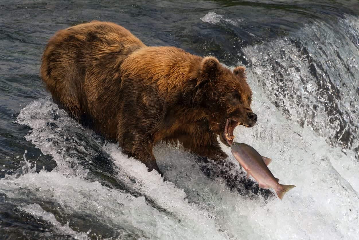 Salmone conteso tra orso e pescatore: come va a finire? Video