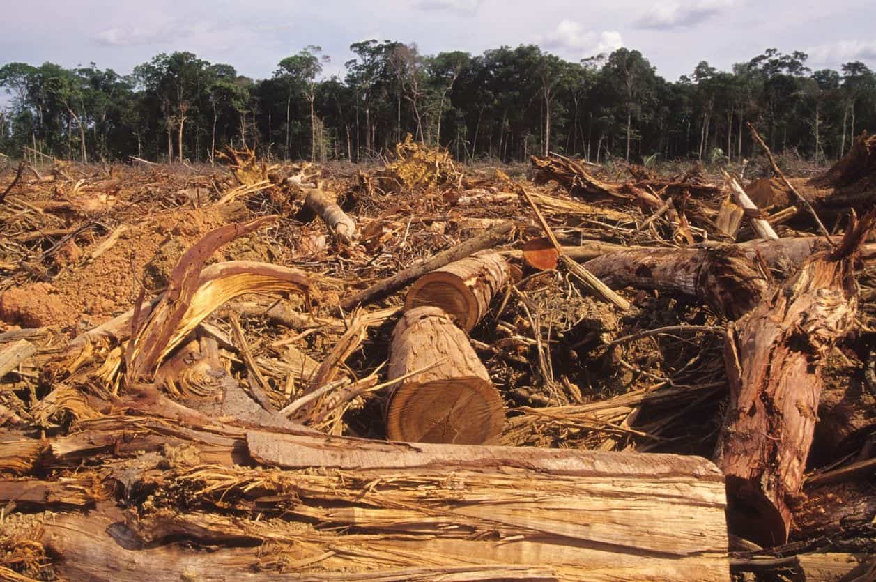 Foresta amazzonica a rischio scomparsa, il 40% è sull'orlo del collasso 20 Foresta amazzonica a rischio scomparsa, il 40% è sull’orlo del collasso