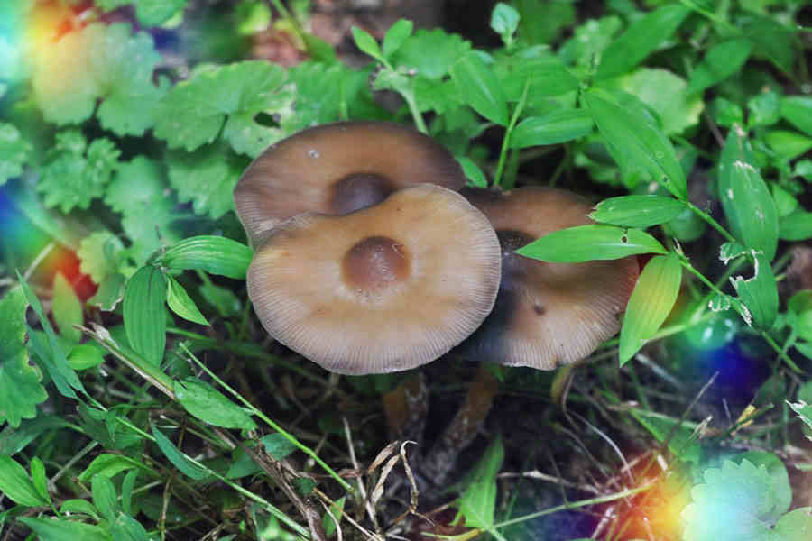 Succede l’incredibile, dopo essersi iniettato infuso di funghi allucinogeni