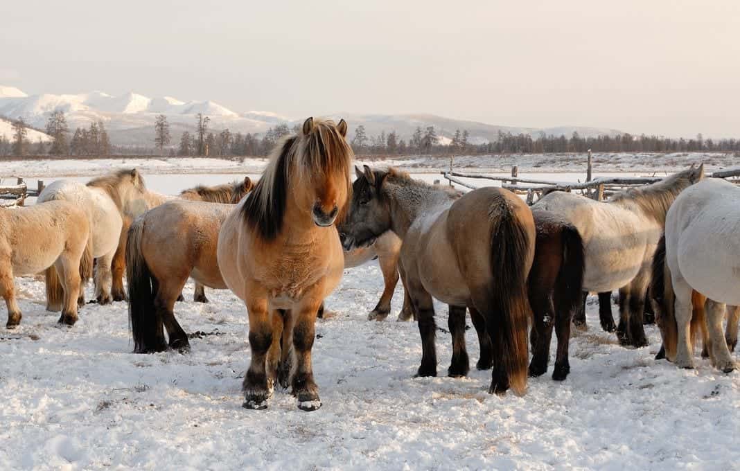 Virus intrappolati nel permafrost: ecco perché li stiamo cercando