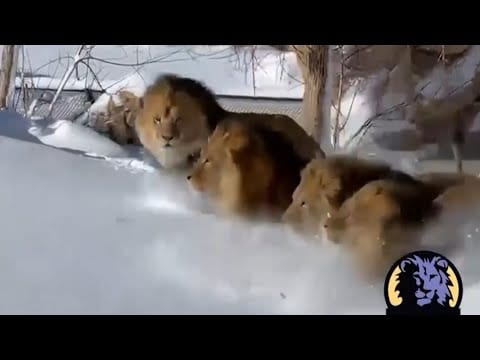 Straordinario video dallo zoo di Denver: leoni che giocano con la neve