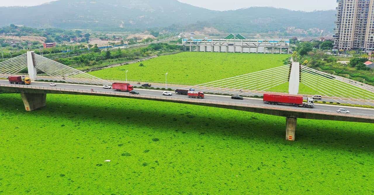 Il fiume si tinge interamente di verde. Accade in Cina, ecco la spiegazione