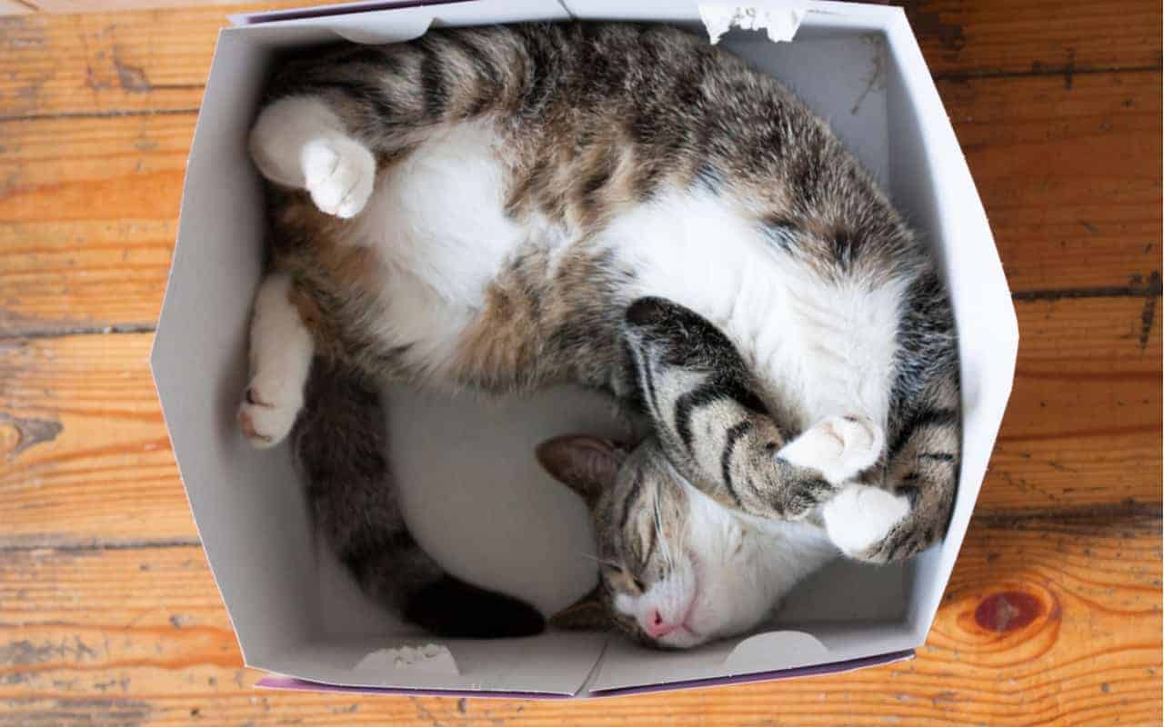 Perché i gatti amano le scatole? La scienza ne individua i motivi