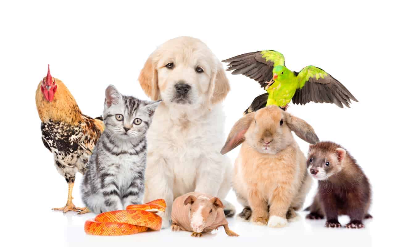 Animali esseri senzienti nelle nuove leggi del Regno Unito