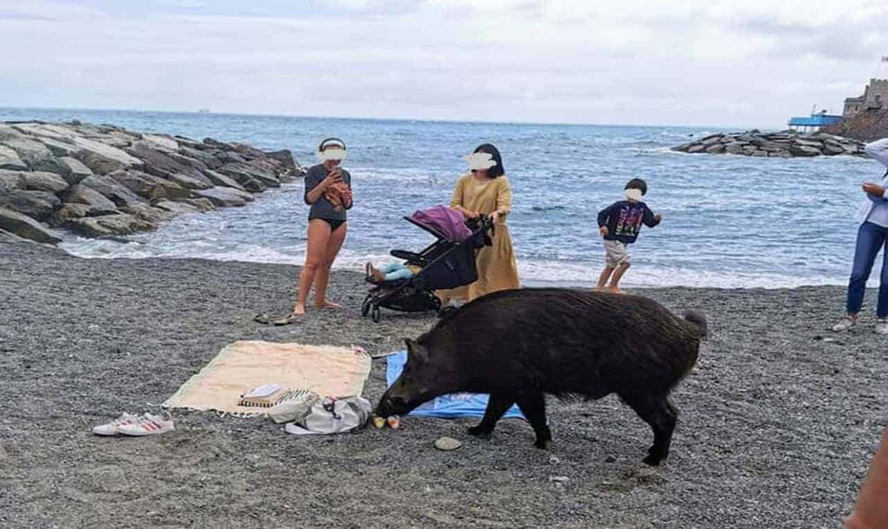 Cinghiale in mezzo ai bagnanti. Le incredibili immagini dal mare in Liguria
