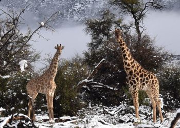 Giraffe e la neve in Sud Africa.