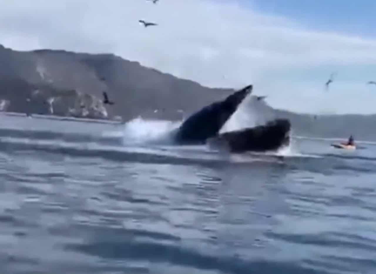 Ragazze in Kayak finiscono dentro la bocca di Balena