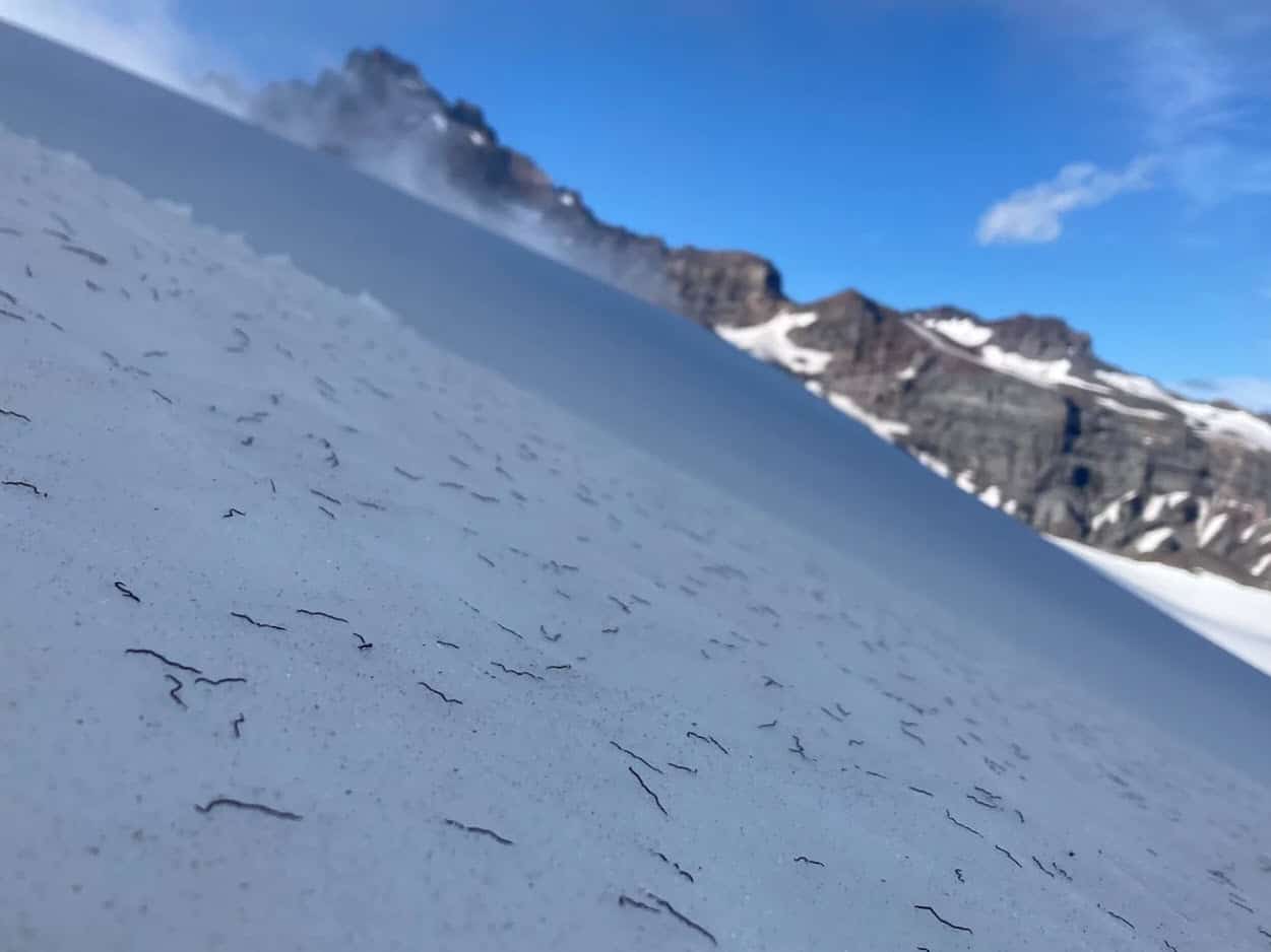 ermi di ghiaccio simili lombrichi