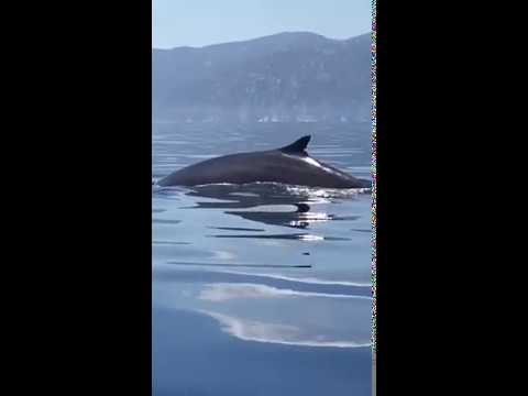 BALENA nei mari italiani. Video raro avvistamento