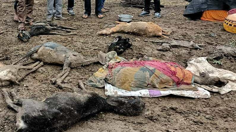 Meteo estremo in INDIA uccide oltre 10 mila pecore sotto grandine enorme