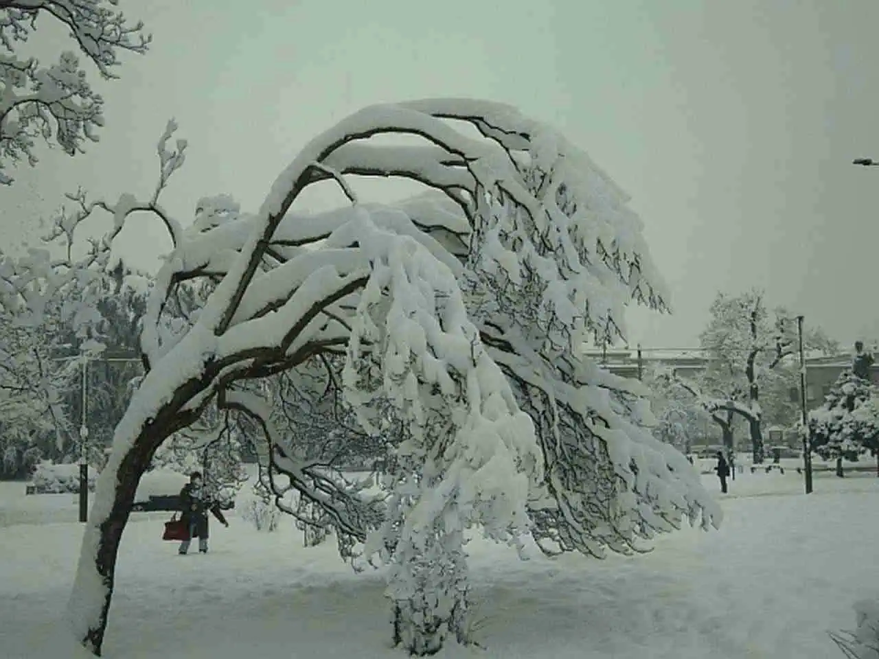 Una delle nevicate più abbondanti sulle pianure lombarde