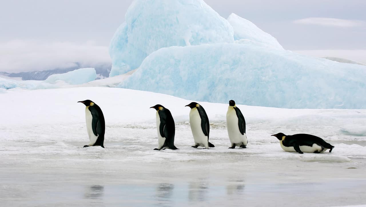 PINGUINO alla deriva sul ghiaccio che si spacca. Ecco come va a finire