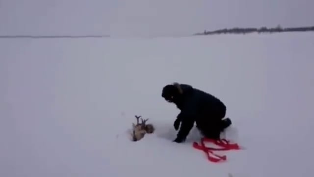 Sino a 3 metri di neve in Siberia. Animali sepolti dalla neve. Volontari cercano di salvarli