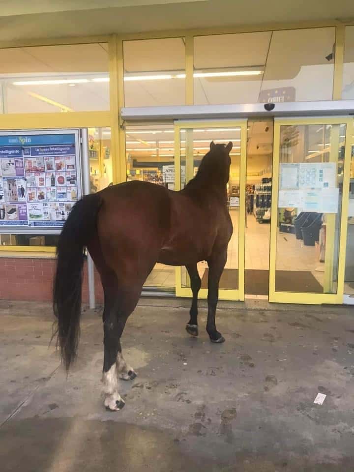 Sardegna, un “cavallo” si ripara in un Market dal meteo invernale