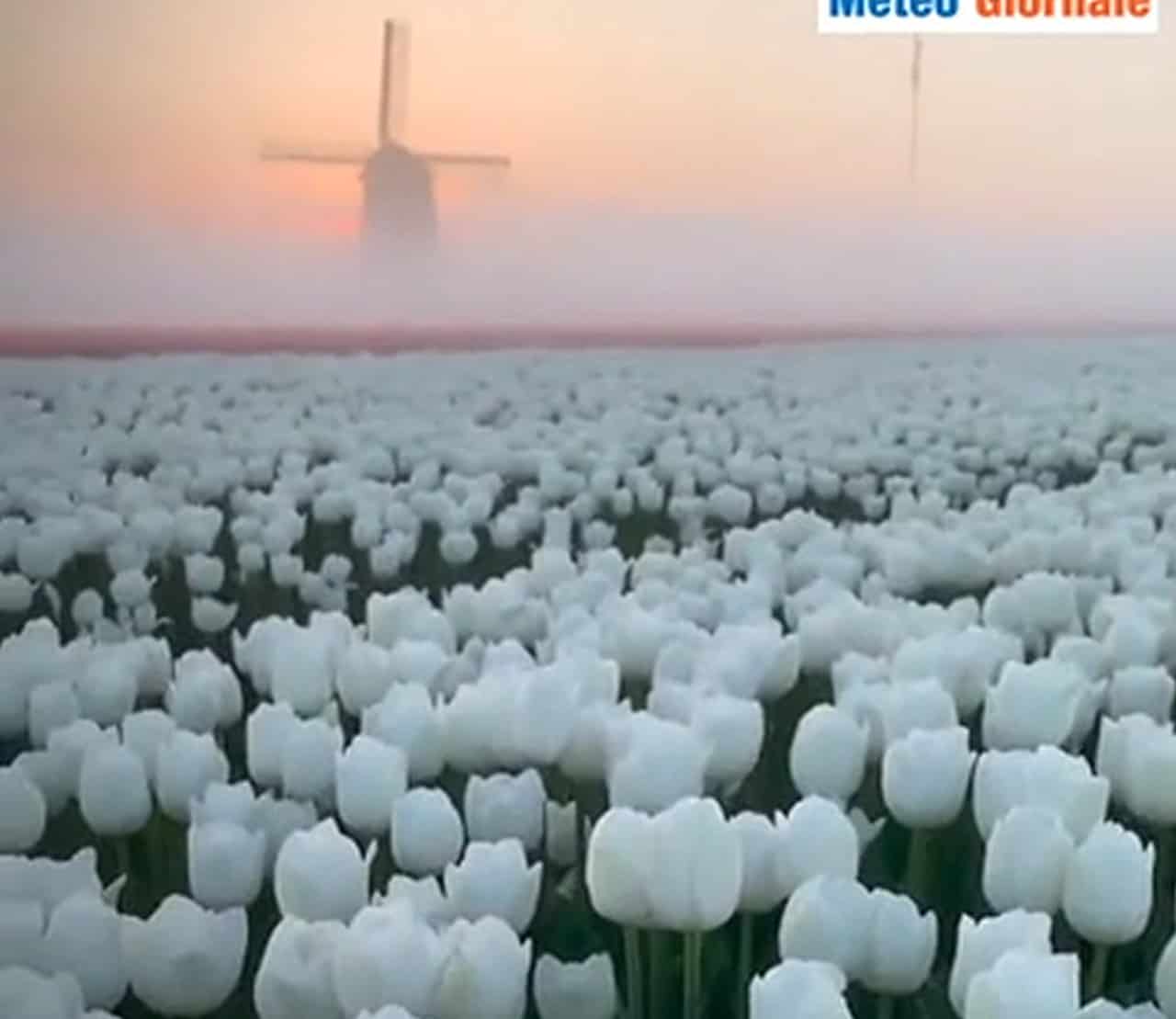 La Primavera in Olanda. Ora ci è caduta sopra la neve