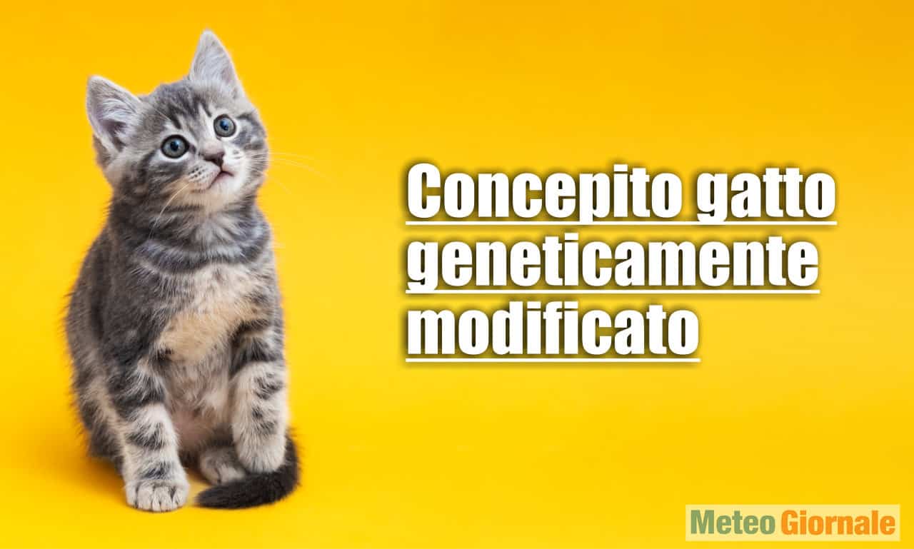 Gatti geneticamente modificati anallergici