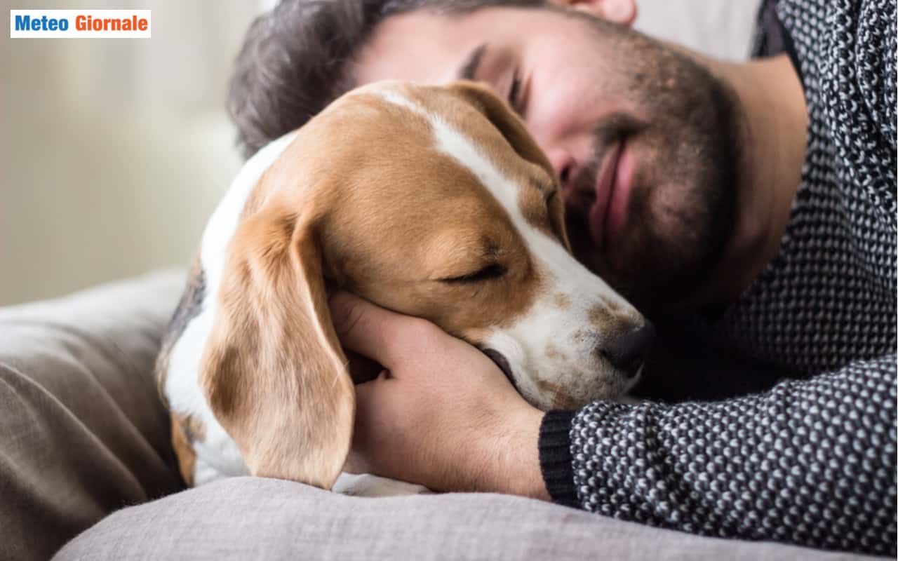 Come migliorare l'alimentazione del proprio cane, e la salute