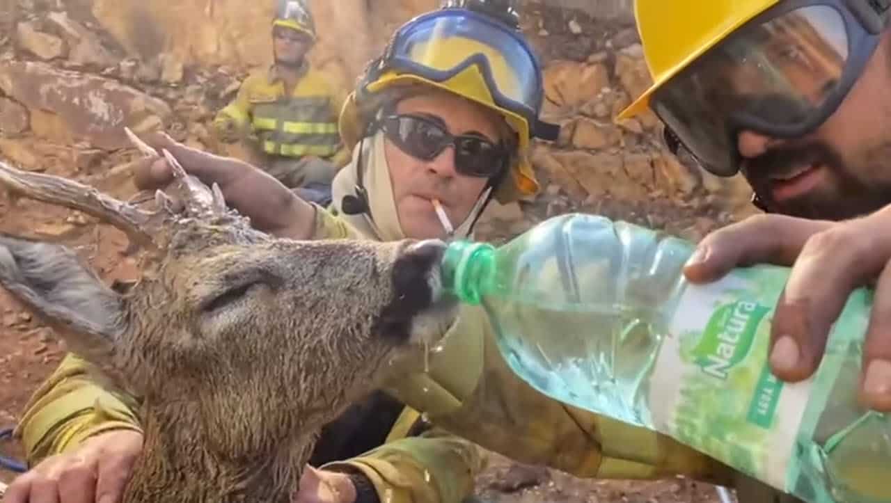 È emergenza caldo e siccità. Lasciate acqua a disposizione degli animali