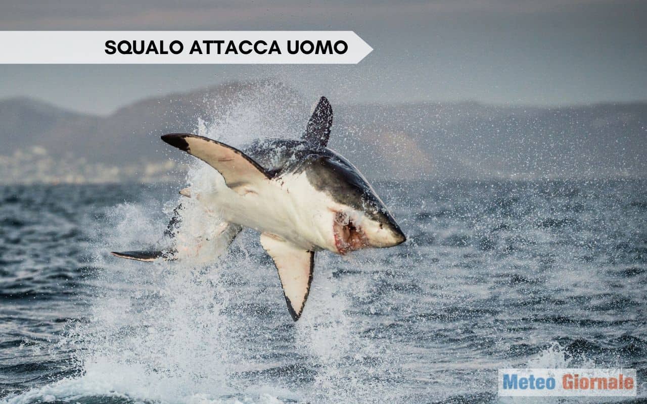 Video drammatico: uomo attaccato e ferito da uno squalo