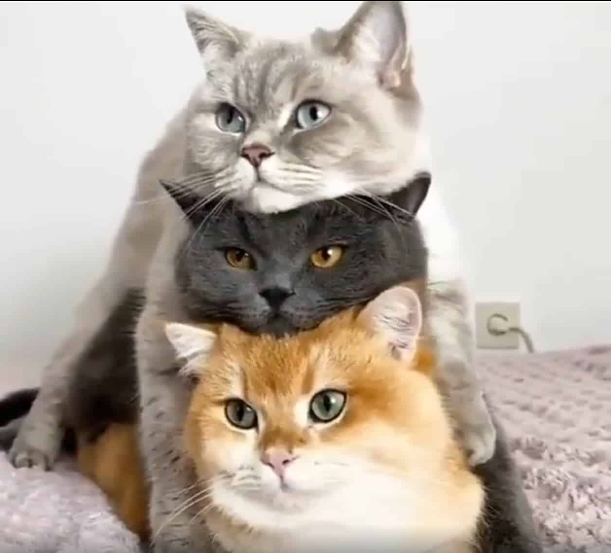 Le fantastiche acrobazie dei gatti. Video