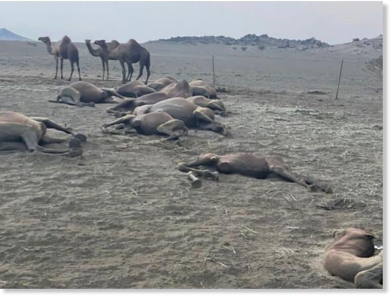 Strage di cammelli in Arabia Saudita colpiti da un fulmine