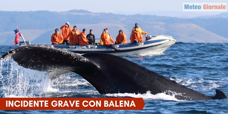 Balena capovolge una barca, muoiono in cinque, sei i feriti