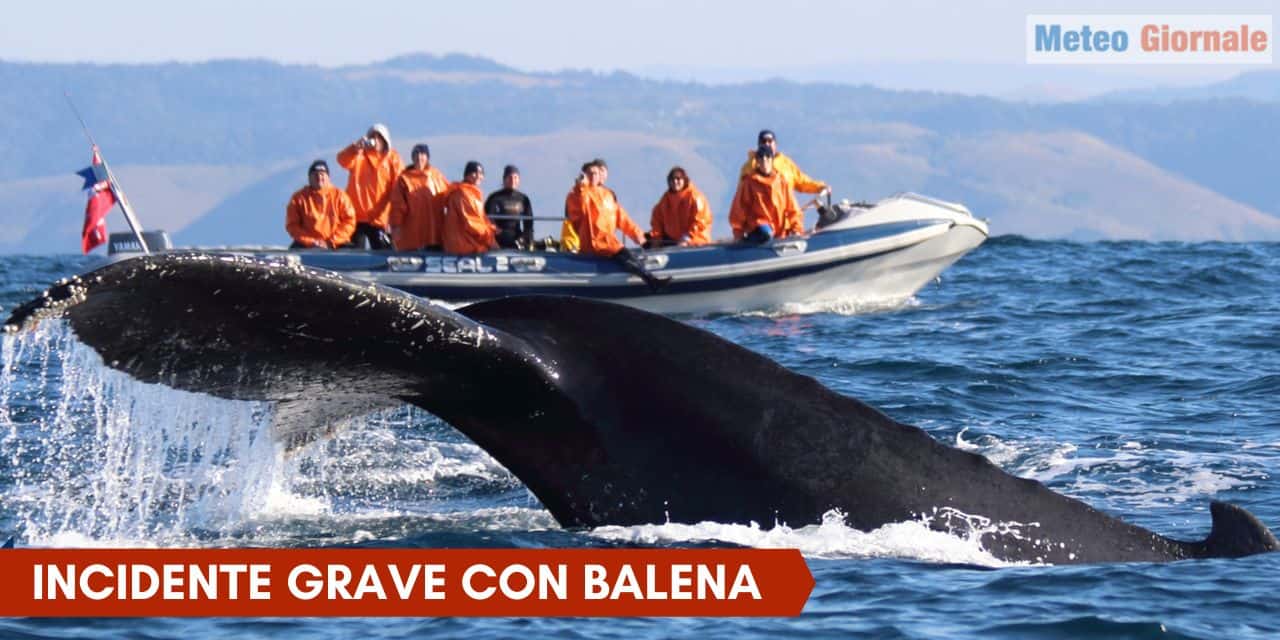 incidente balena