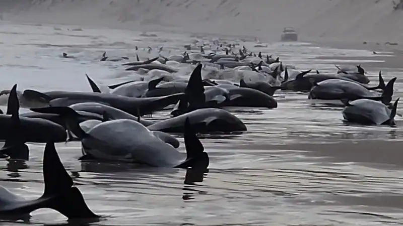 25 Delfini spiaggiati in Tasmania. Video