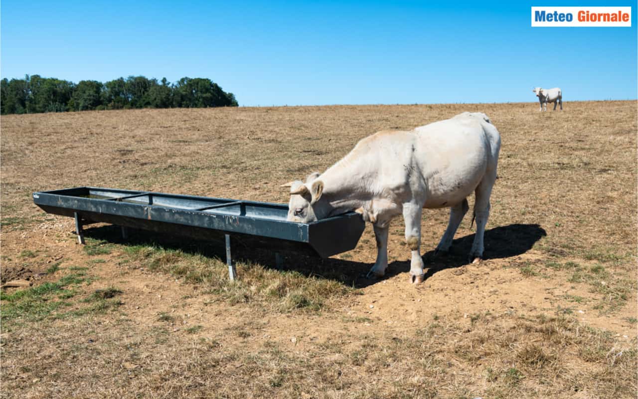 La presenza di temperature elevate, e di piogge diffuse tardive, aggraveranno in alcune regioni la siccità.