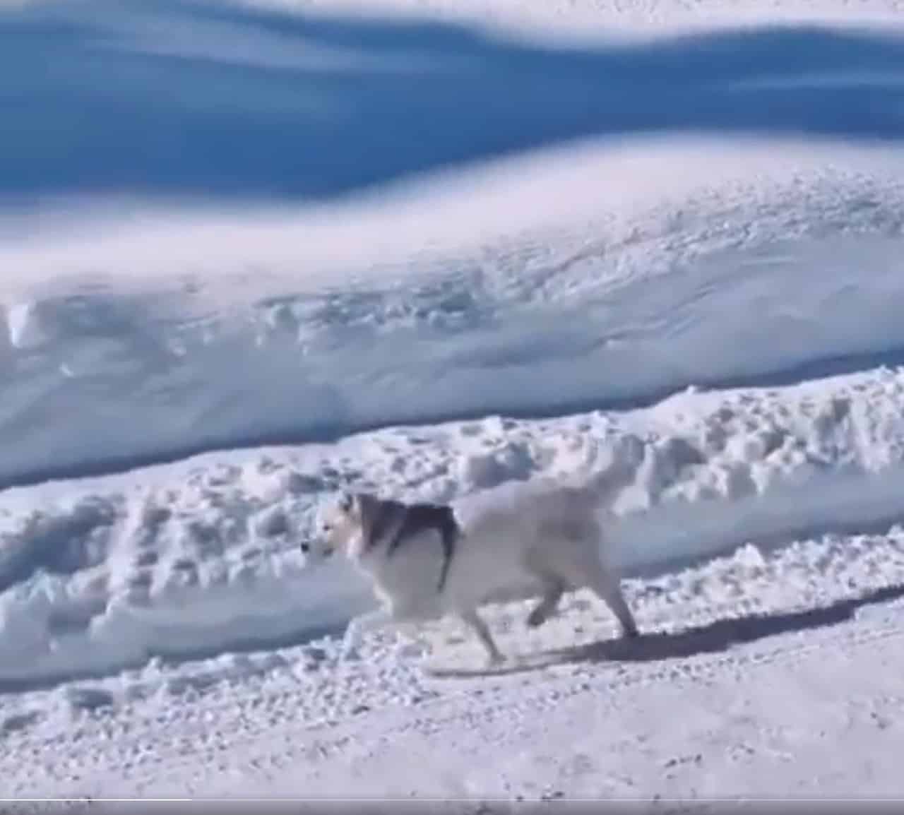 Felicità è per le cose semplici: un cane che danza sulla neve