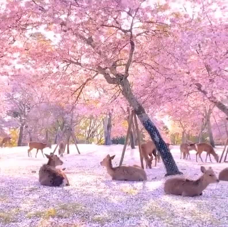 Cervi che riposano sotto i ciliegi nel parco di Nara, in Giappone. Video fantastico