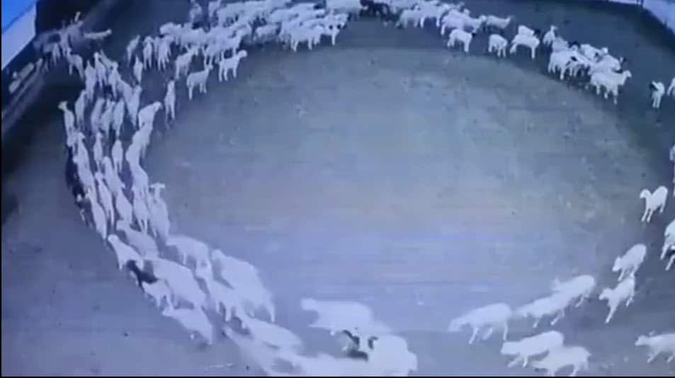 Ipotesi sulle capre che camminano creando un cerchio