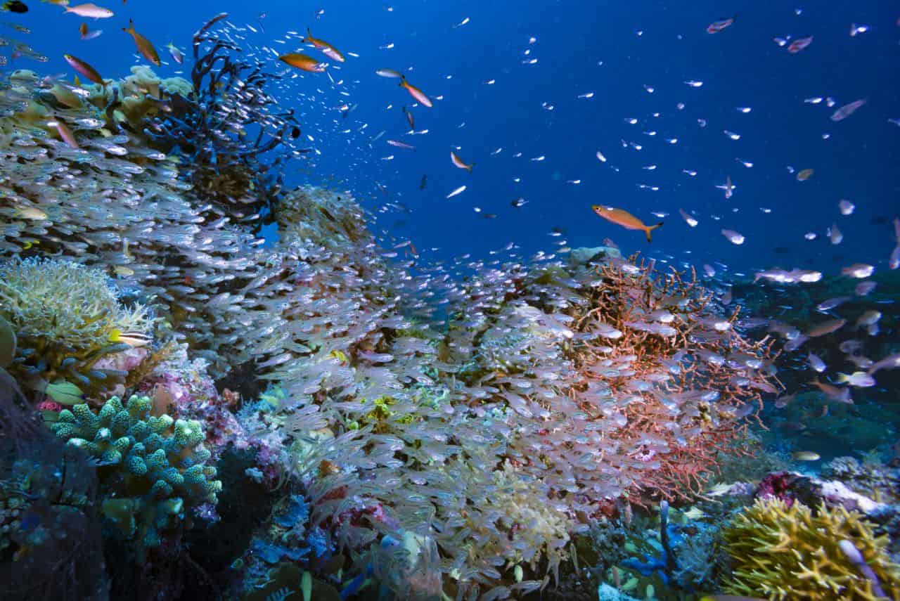 Il meteo che cambia: dal rapporto IPCC, gli impatti sugli ecosistemi degli oceani