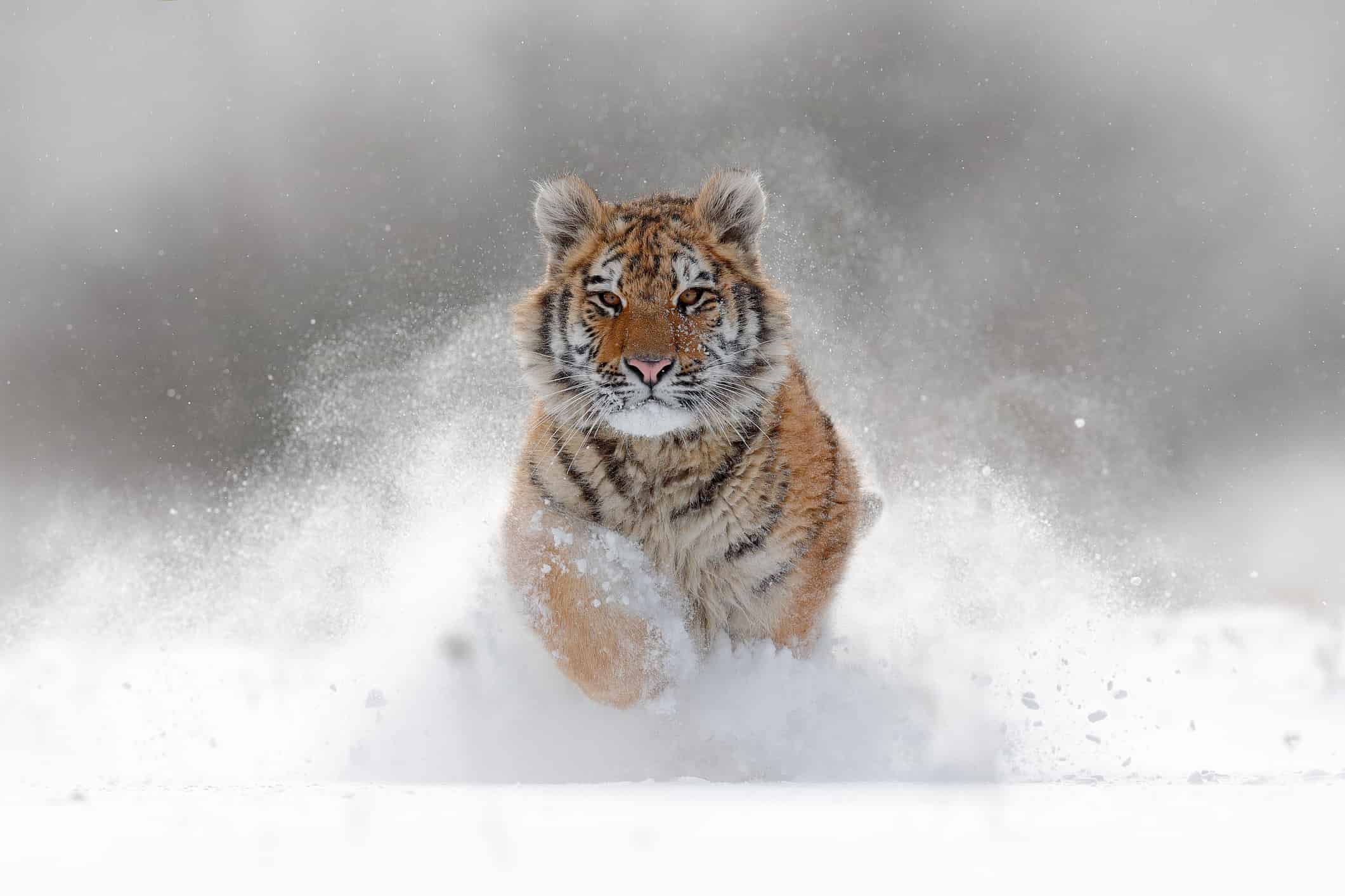 Meteo 15 giorni, anche marzo tra freddo e neve