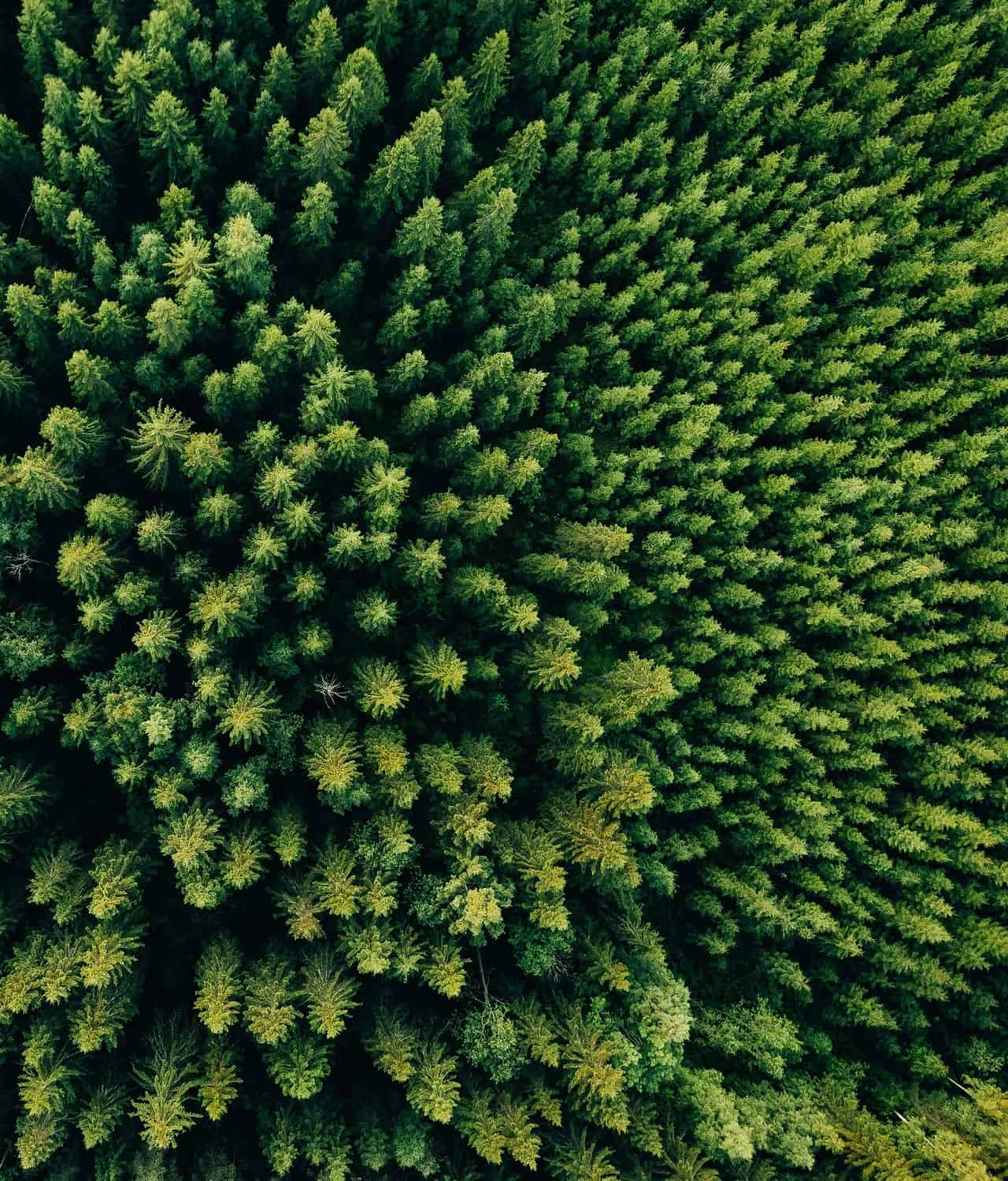 Foreste artificiali: una via per depurare il Pianeta Terra? Sì, anche se...