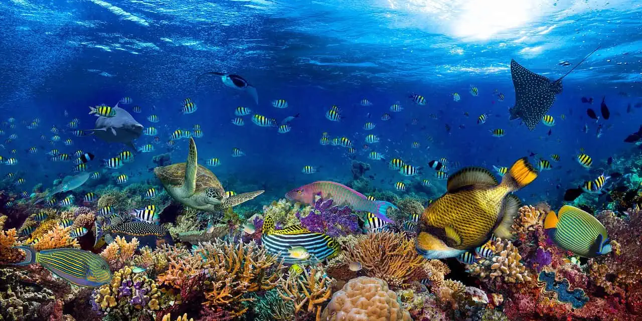 dreamstime m 157141987 1 1280x640 - Biodiversità marina: il 90% delle specie si estinguerà prima di essere scoperto. Il terribile allarme
