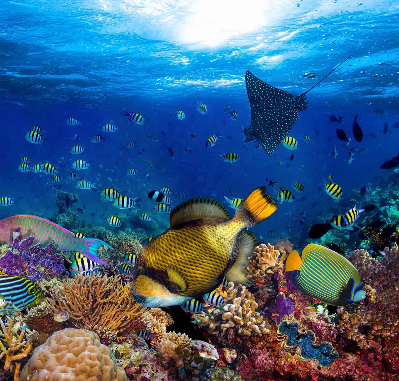 Biodiversità marina: il 90% delle specie si estinguerà prima di essere scoperto. Il terribile allarme