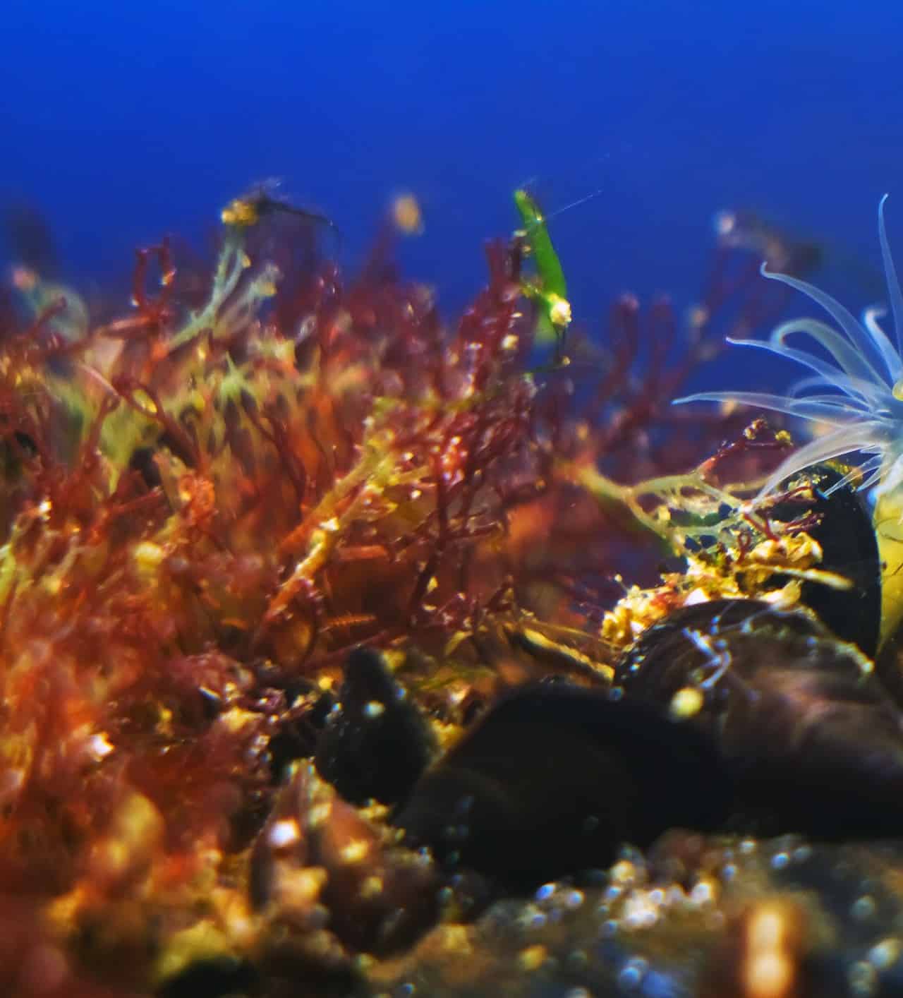 Specie Aliene: il Cambiamento Climatico le amplifica e distrugge gli habitat