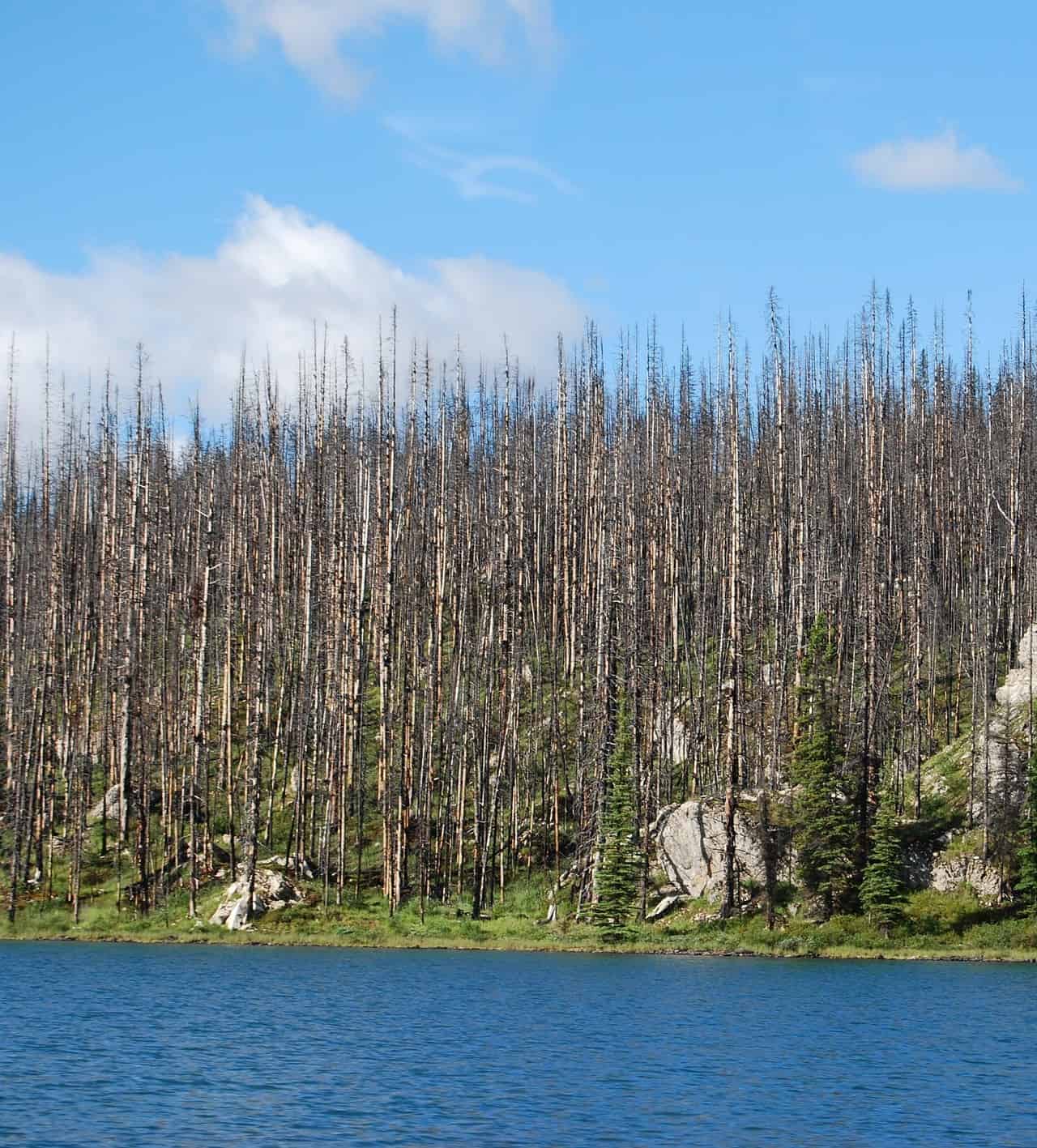 Foreste fantasma: un vero disastro ecologico, ecco cosa sono