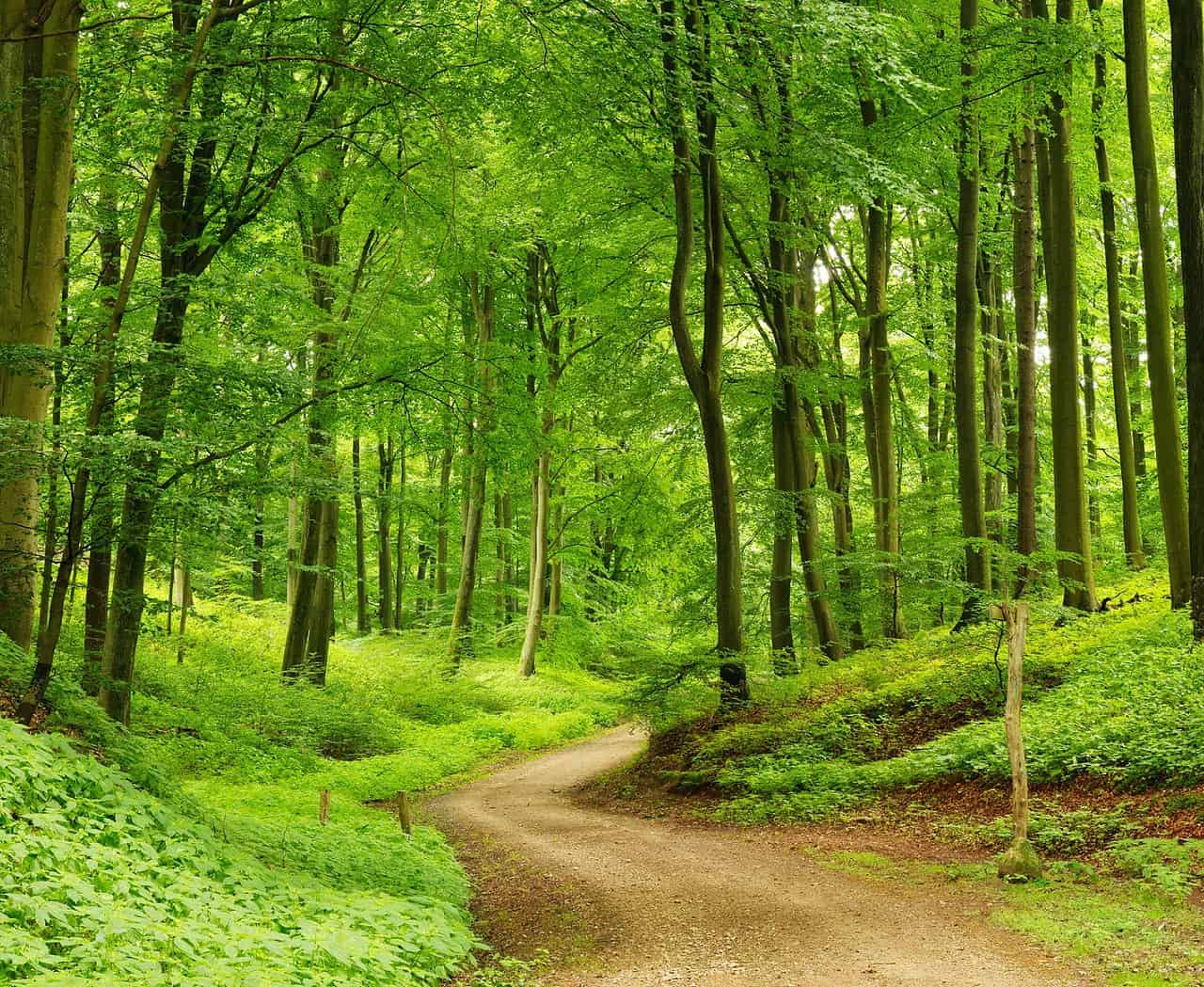 Foreste: combattono la siccità, il motivo è sorprendente e genera stupore