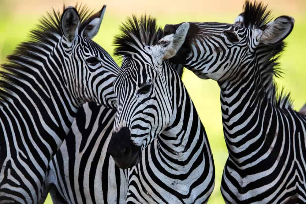 Ma la zebra è bianca a strisce nere o nera a strisce bianche?