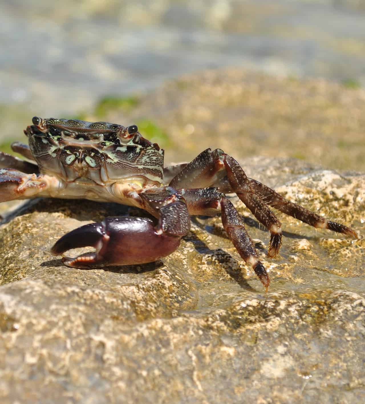 Acidificazione degli oceani: a rischio Granchi e Molluschi!