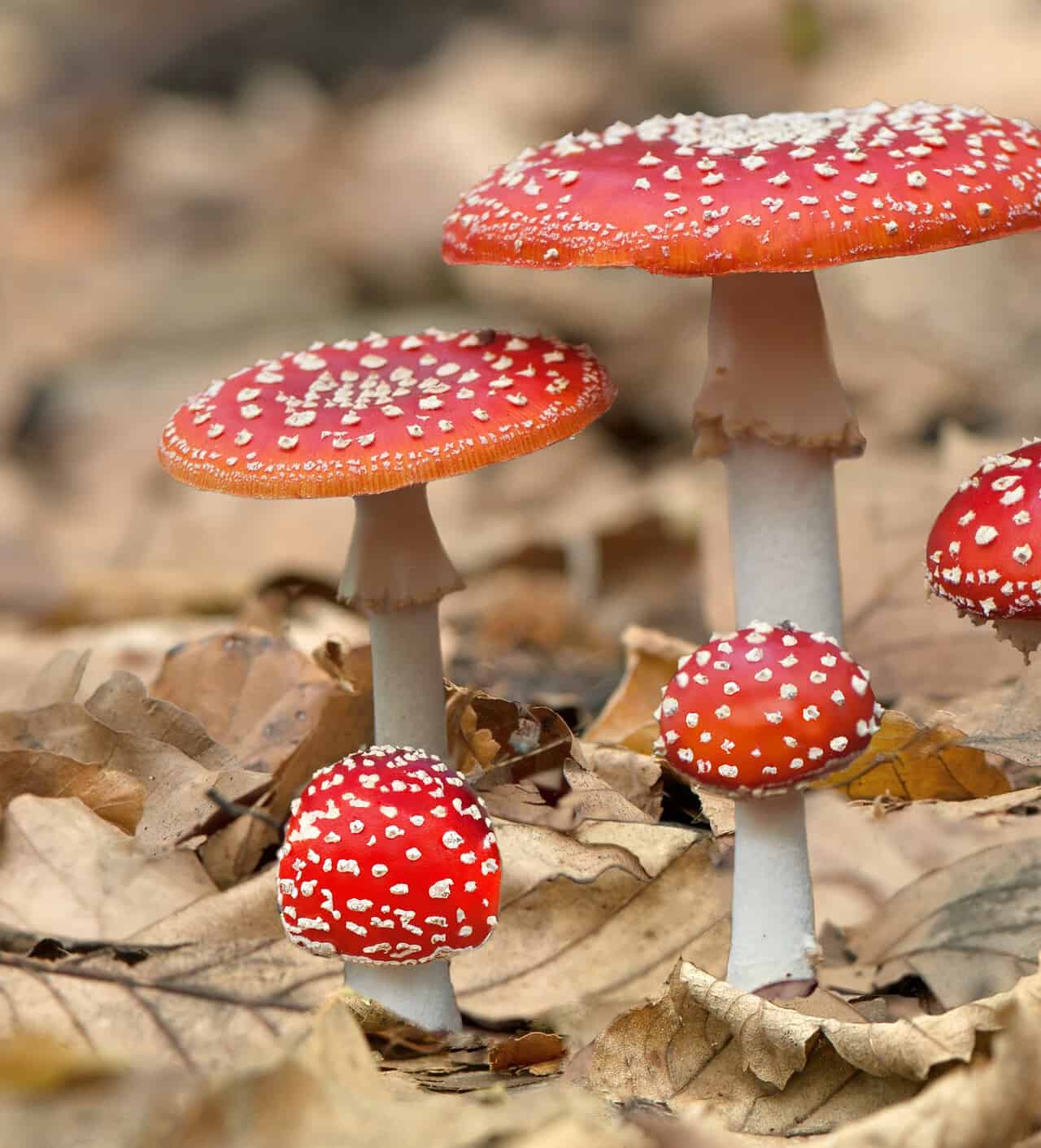 Funghi: sono esseri INTELLIGENTI e comunicano quando piove!