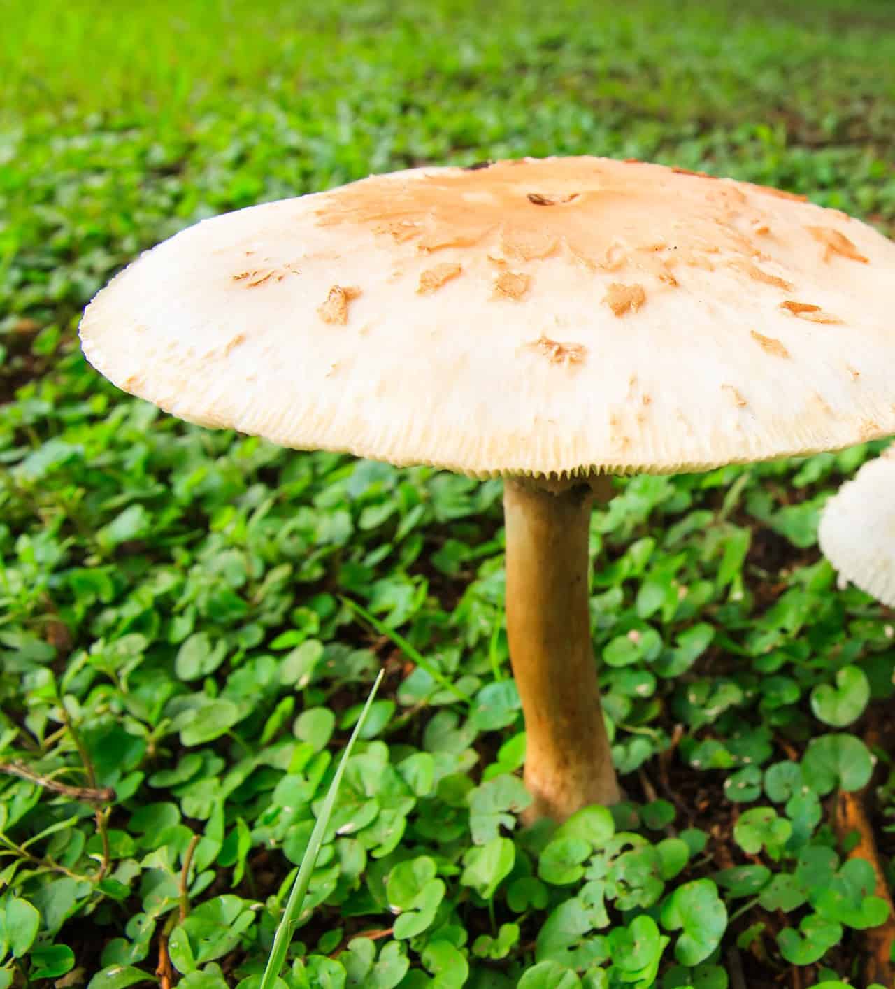 Funghi: il loro ruolo è fondamentale