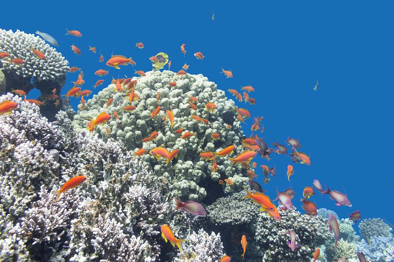 Oceani: rischiamo di perdere per sempre la biodiversità! 1 dreamstime m 59736683