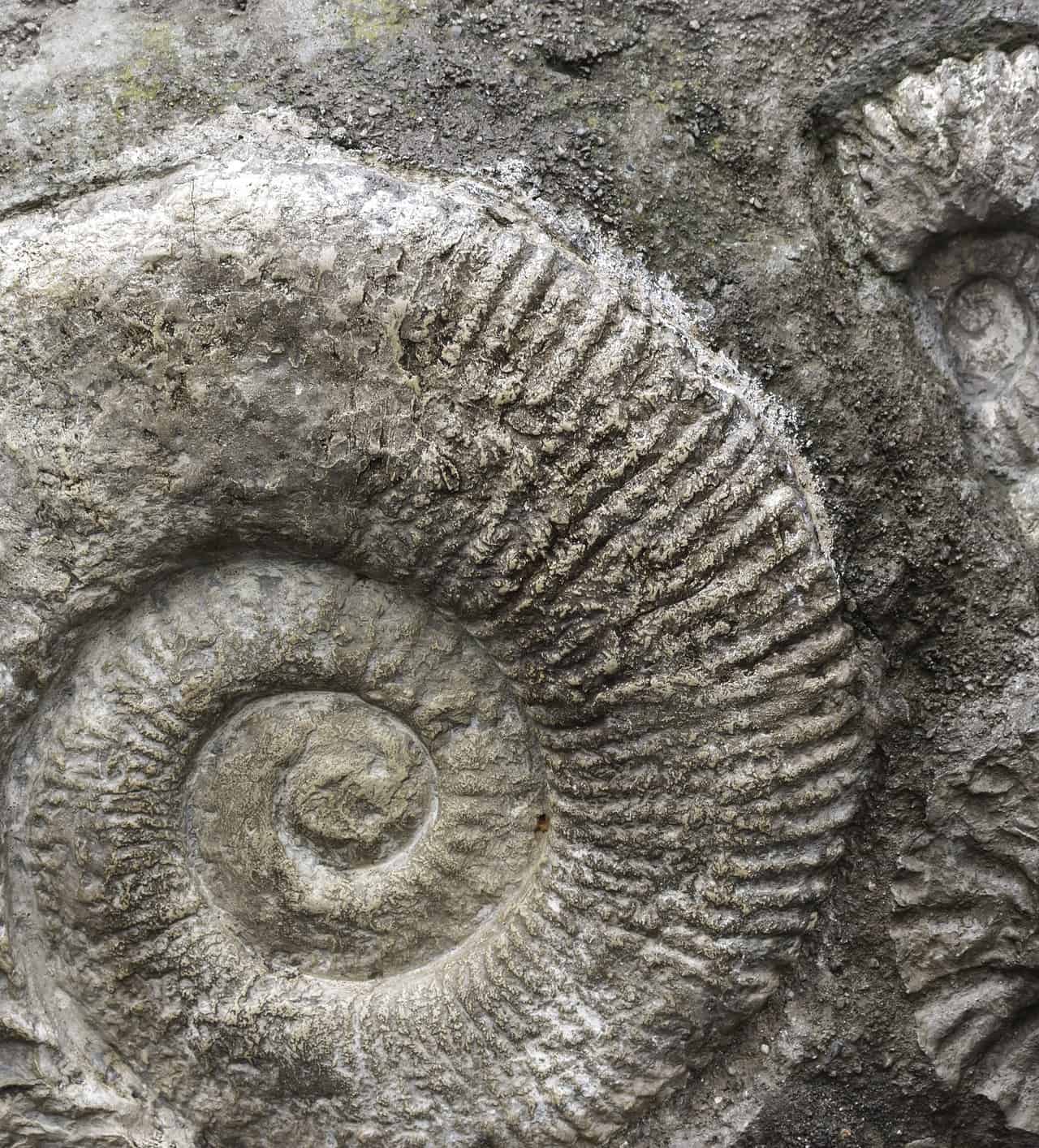 Scoperta sensazionale: centinaia di specie fossili sconosciute