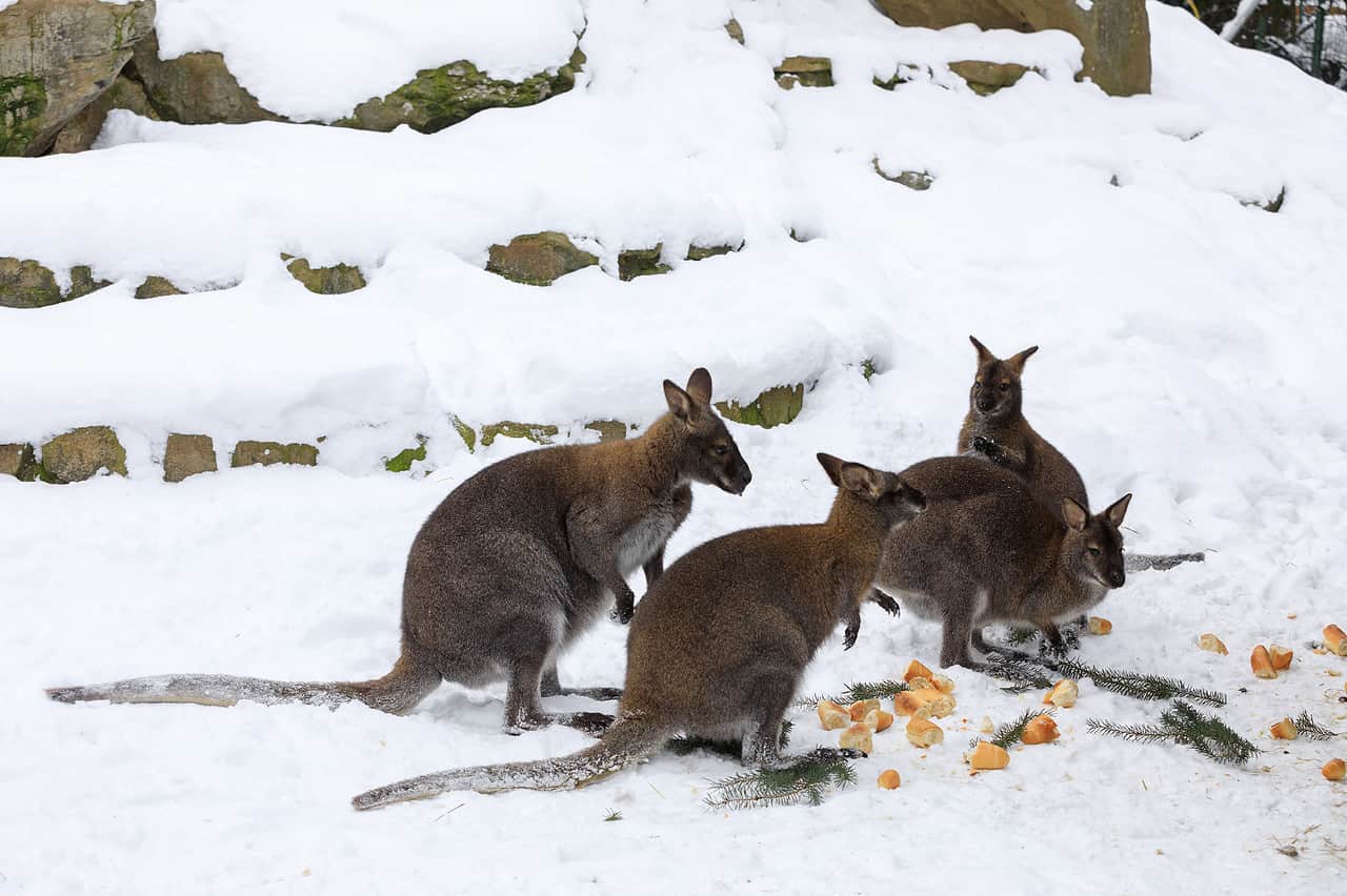 Meteo con gran freddo in Australia, neve in Nuova Zelanda 1 dreamstime m 84158968