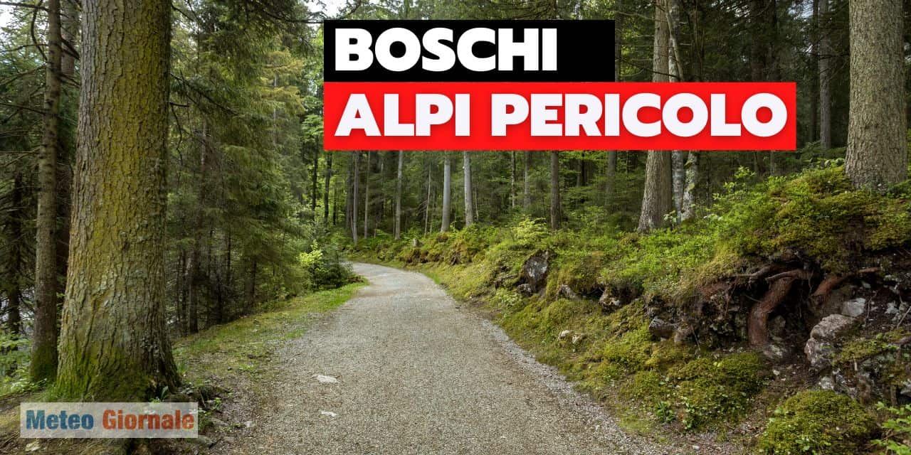 Il Bostrico: minaccia i boschi delle Alpi
